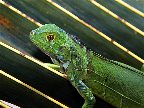 Зеленая игуана, Фото фотография