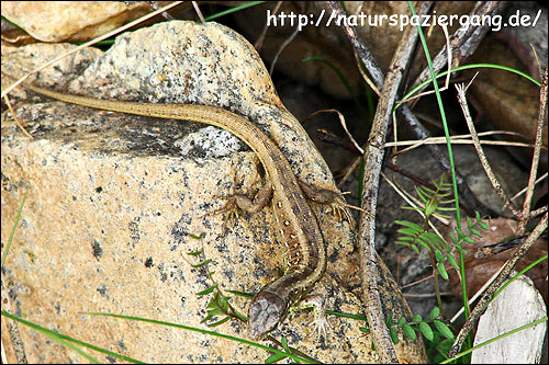Прыткая ящерица (Lacerta agilis), Фото фотография с http://www.naturspaziergang.de/Tiere/Tiere-Fotos/Lacerta_agilis_02.jpg