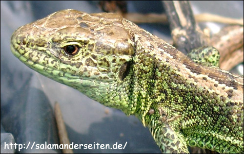 Прыткая ящерица - самец (Lacerta agilis), Фото фотография с http://www.salamanderseiten.de/salamanderwanderung/08_wanderung/nsz_bruchhausen/04240031-lacerta_agilis-male.JPG