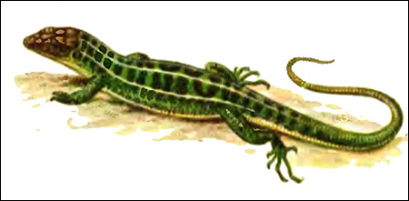 Прыткая ящерица - самец (Lacerta agilis), Рисунок картинка