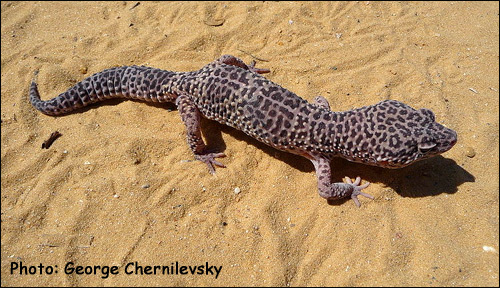 Пятнистый эублефар, леопардовый геккон (Eublepharis macularius), Фото фотография с http://upload.wikimedia.org/wikipedia/commons/thumb/9/99/Eublepharis_macularius_2009_G5.jpg/800px-Eublepharis_macularius_2009_G5.jpg