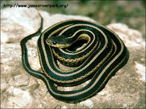 Подвязочная змея обыкновенная (Thamnophis sirtalis), Фото фотография с http://www.jamesriverpark.org/images\wildlife_herps_gartersnake.jpg