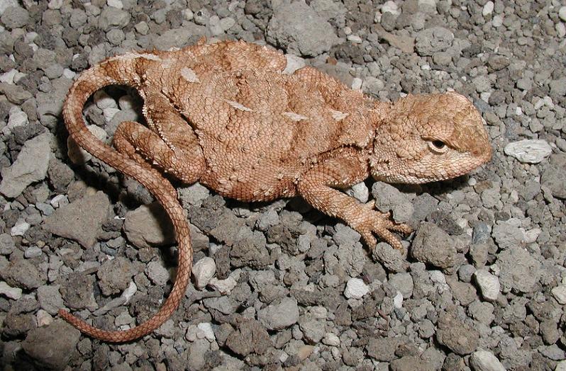 Руинная агама (Agama ruderata, Trapelus ruderata), Фото фотография