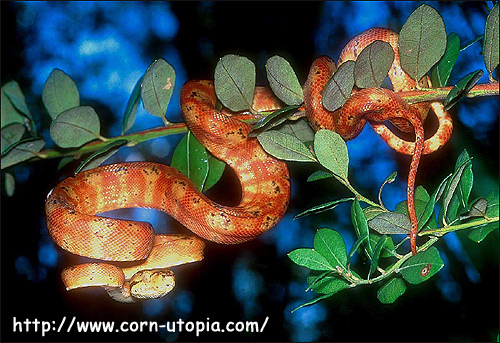 Садовый удав (Corallus enydris), Фото фотография с http://www.corn-utopia.com/Corn%20Utopia%20on%20the%20Web/Photo%20&%20Image%20Stockpile%20-%20CornUtopia/Corallus%20hortulanus%20-%20B.jpg