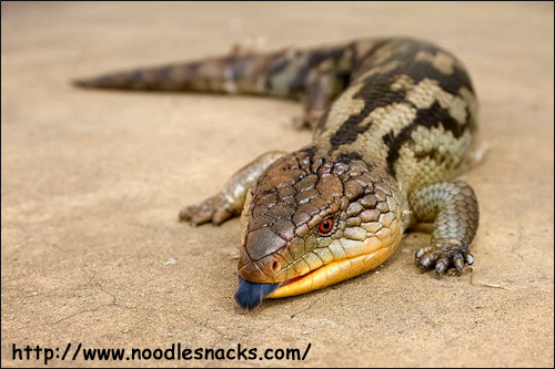 Синеязычный сцинк, тиликва (Tiliqua scincoides), Фото фотография с http://upload.wikimedia.org/wikipedia/commons/thumb/e/e7/Tiliqua_scincoides_scincoides.jpg/800px-Tiliqua_scincoides_scincoides.jpg