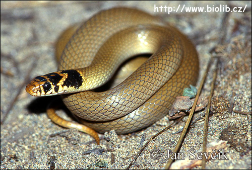 Смирный эйренис (Eirenis modestus), Фото фотография с http://www.biolib.cz/IMG/GAL/45074.jpg