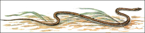 Стрела-змея (Psammophis lineolatus), Картинка рисунок