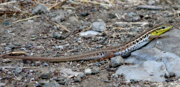 Стройная змееголовка (Ophisops elegans), Фото фотография