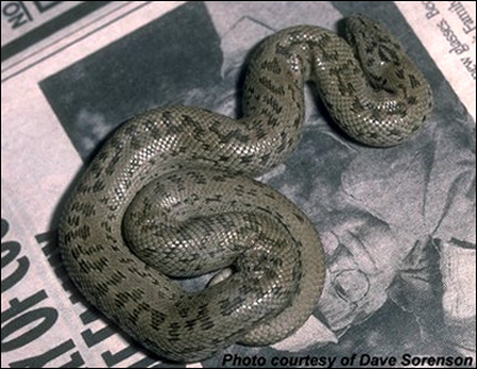 Стройный удавчик (Eryx elegans), Фото фотография с http://www.kingsnake.com/sandboa/eelegans.jpg