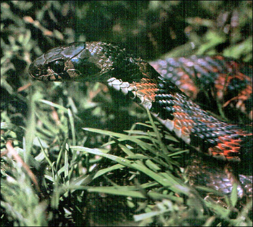 Тигровый уж (Rhabdophis tigrina), Фото фотография