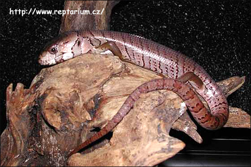 Тиликва Джеррарда (Tiliqua gerrardi, Cyclodomorphus gerrardii, Hemisphaeriodon gerrardii), Фото фотография с http://www.reptarium.cz/content/photo_01/Hemisphaeriodon-gerrardii-03000003989_01.jpg