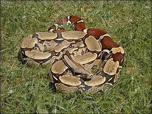 Удав обыкновенный (Constrictor constrictor, Boa constrictor), Фото фотография c http://www.aquarium.cz/static/foto/340.jpg