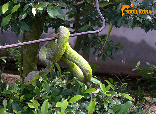 Белогубая куфия (Trimeresurus albolabris), Фото фотография