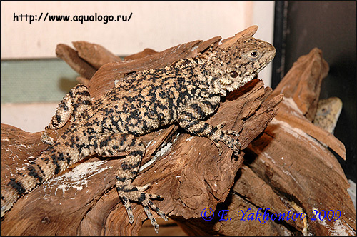 Хорасанская агама (Agama erythrogastra, Laudakia erytrogastra), Фото фотография с http://www.aqualogo.ru/info/images\Laudakia_erythrogastra.jpg