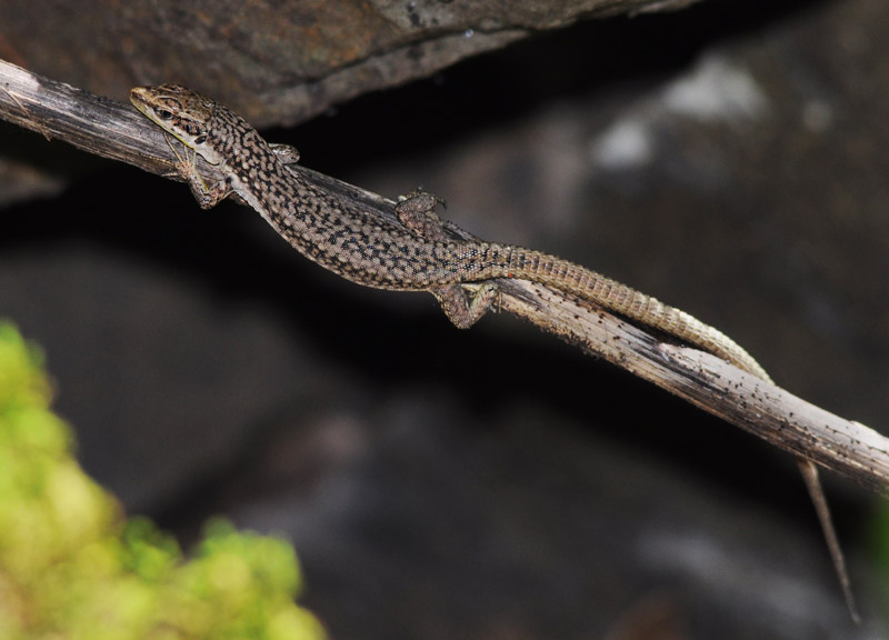 Ящерица Ростомбекова (Lacerta rostombekovi, Darevskia rostombekovi), Фото фотография