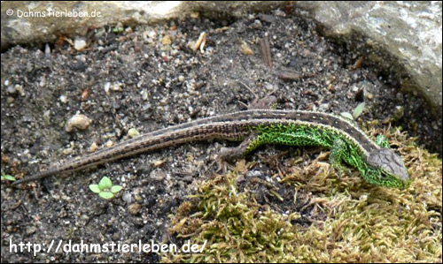 Прыткая ящерица (Lacerta agilis), Фото фотография с http://www.dahmstierleben.de/foto/galerie/L/LacertaAgilis