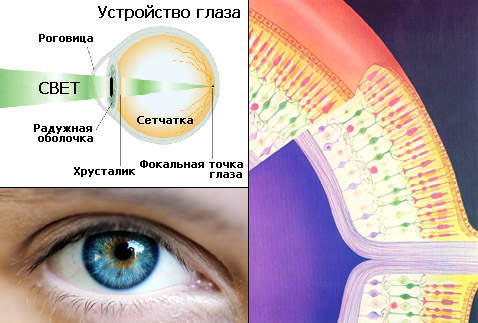 Бокам головы глаз, что